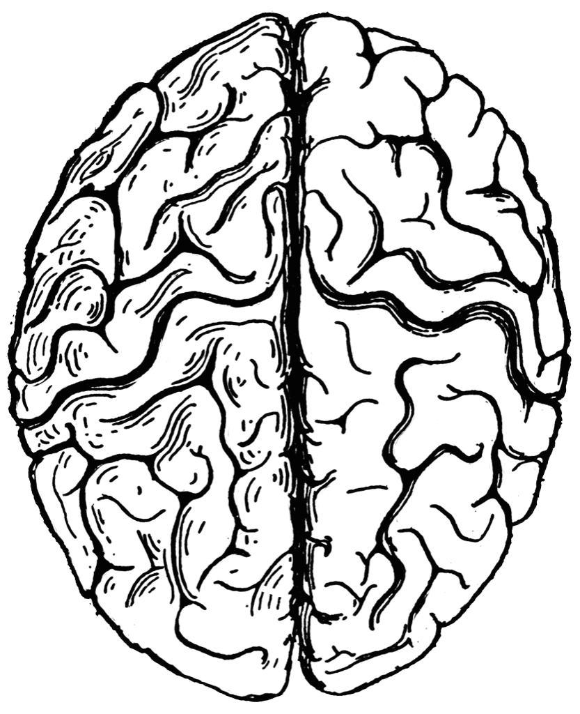 brain